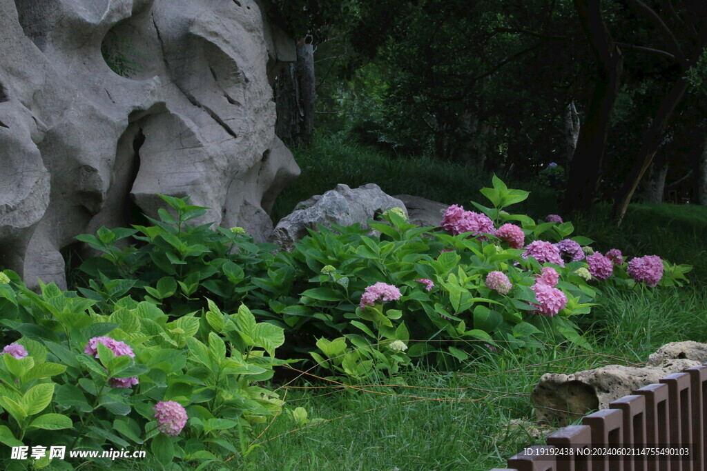 绣球花  