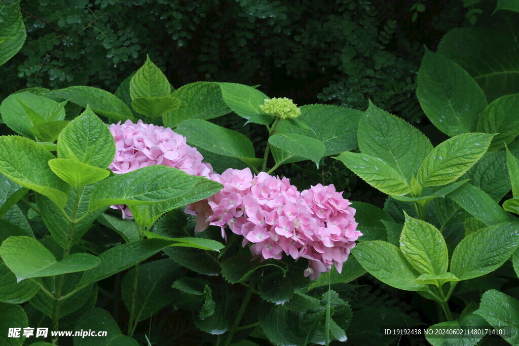 绣球花 