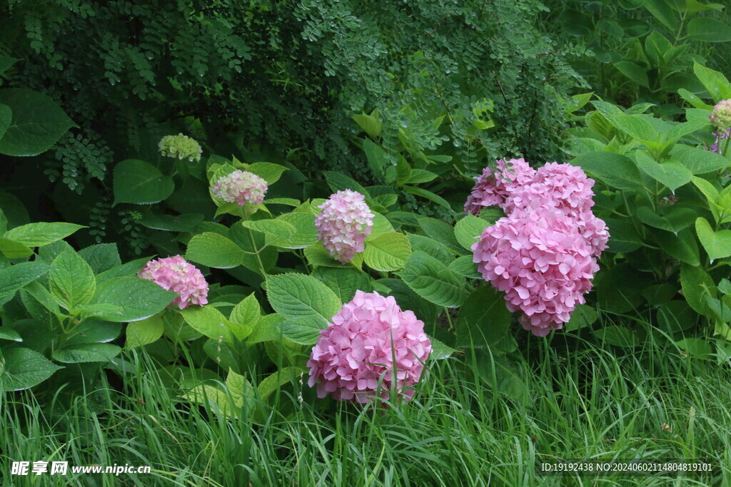 绣球花  
