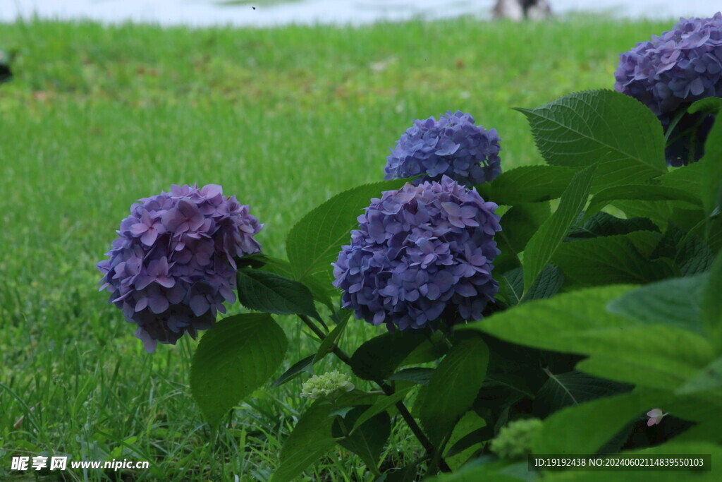 绣球花 