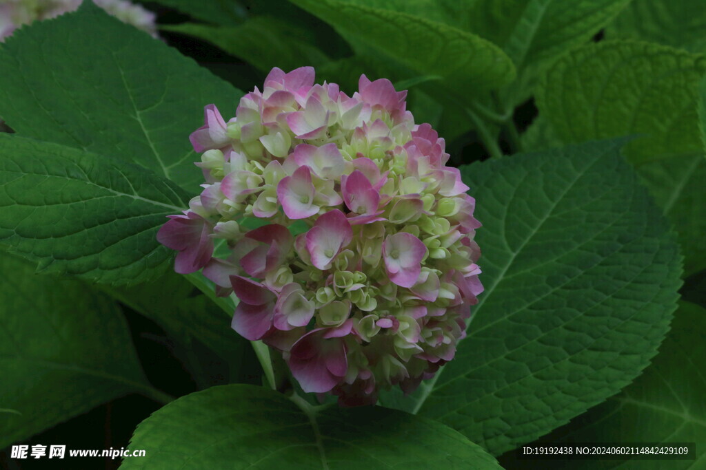 绣球花  