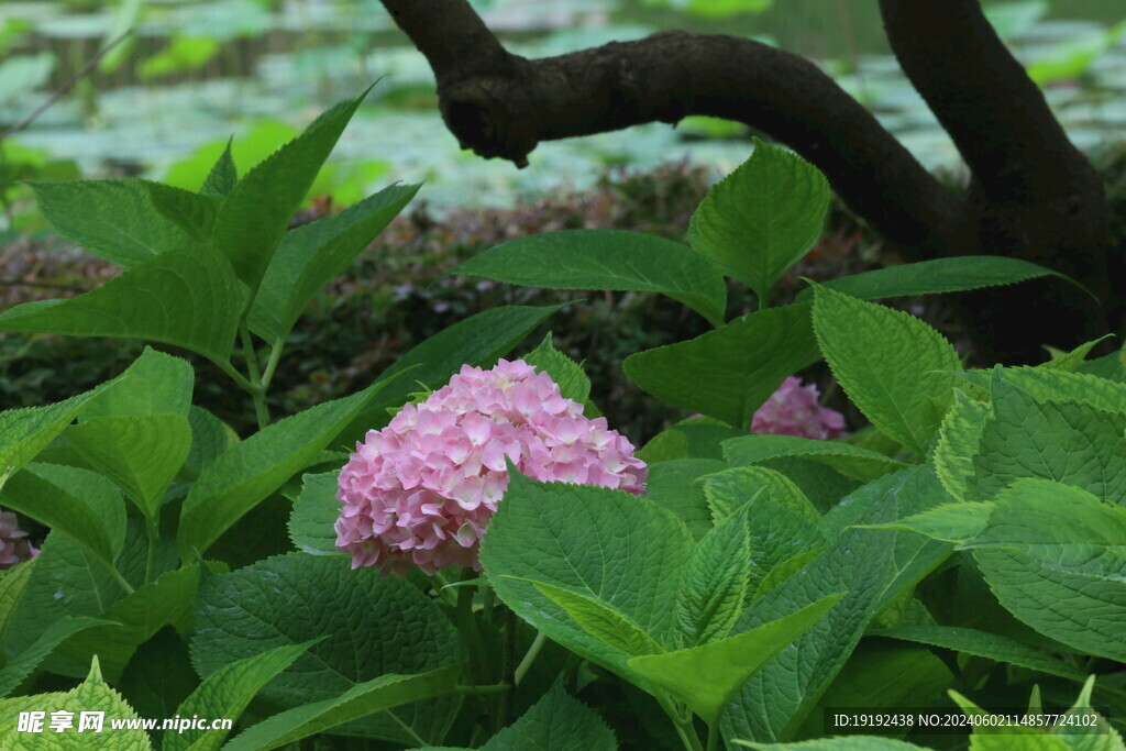 绣球花 