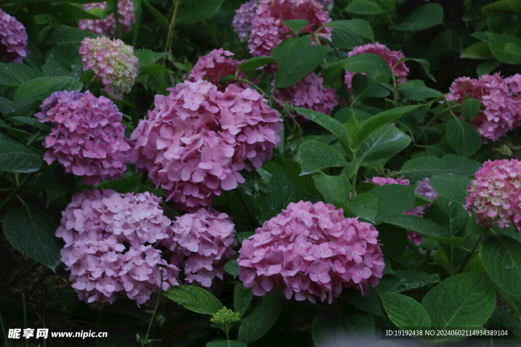 绣球花 