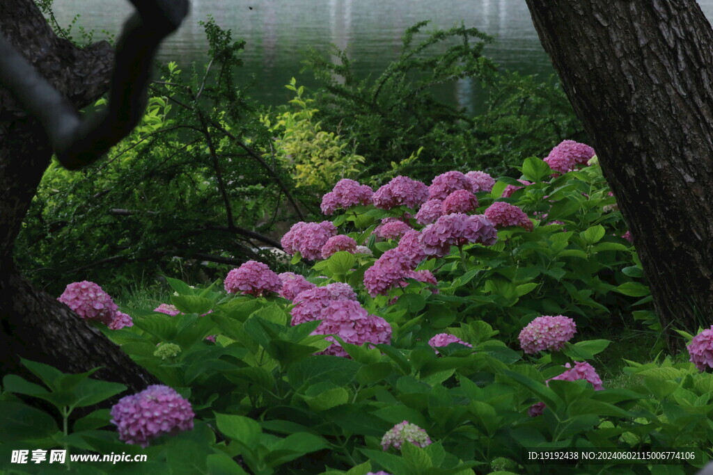 绣球花 