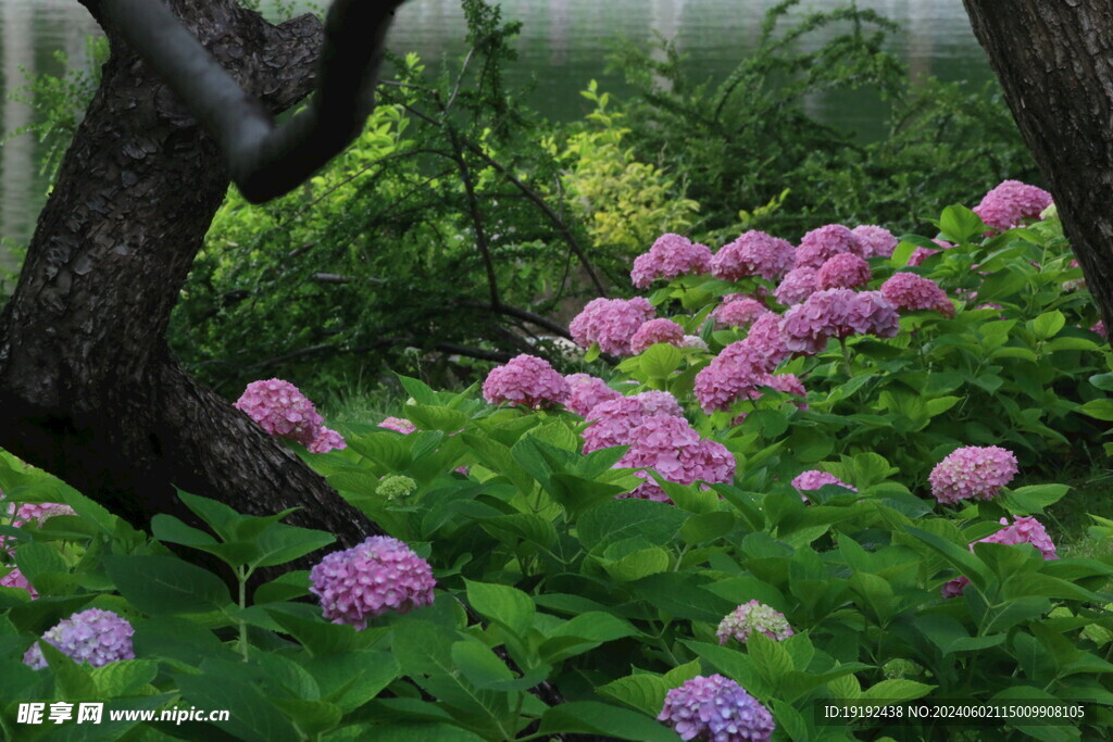绣球花  