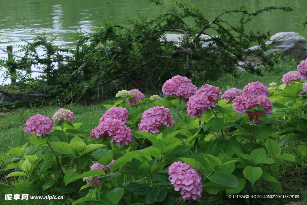 绣球花 