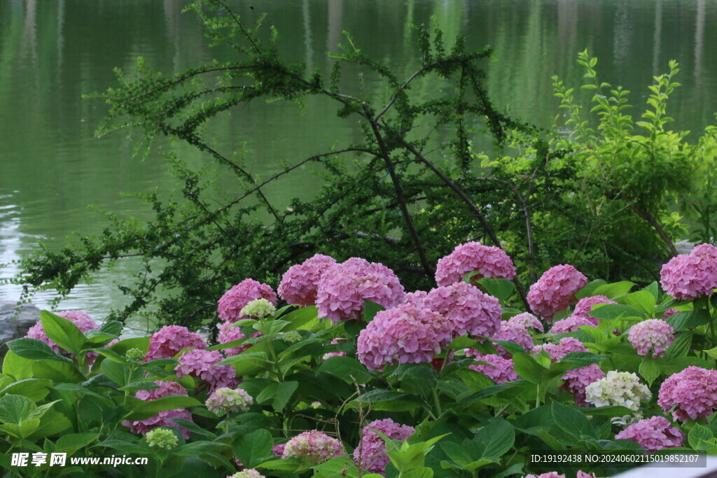 绣球花  