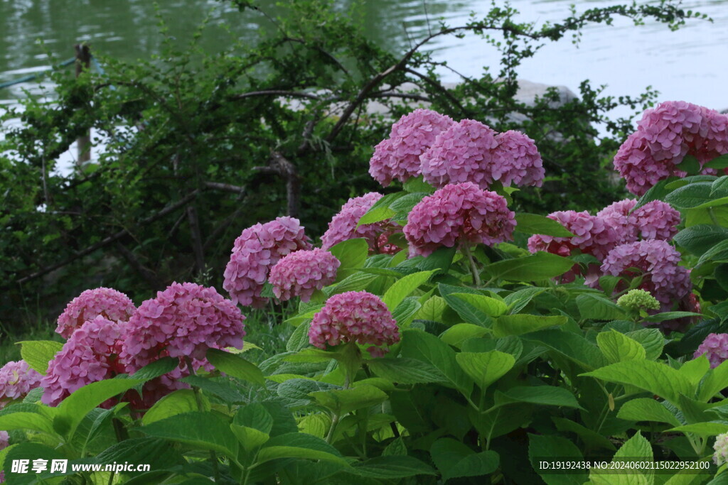 绣球花 