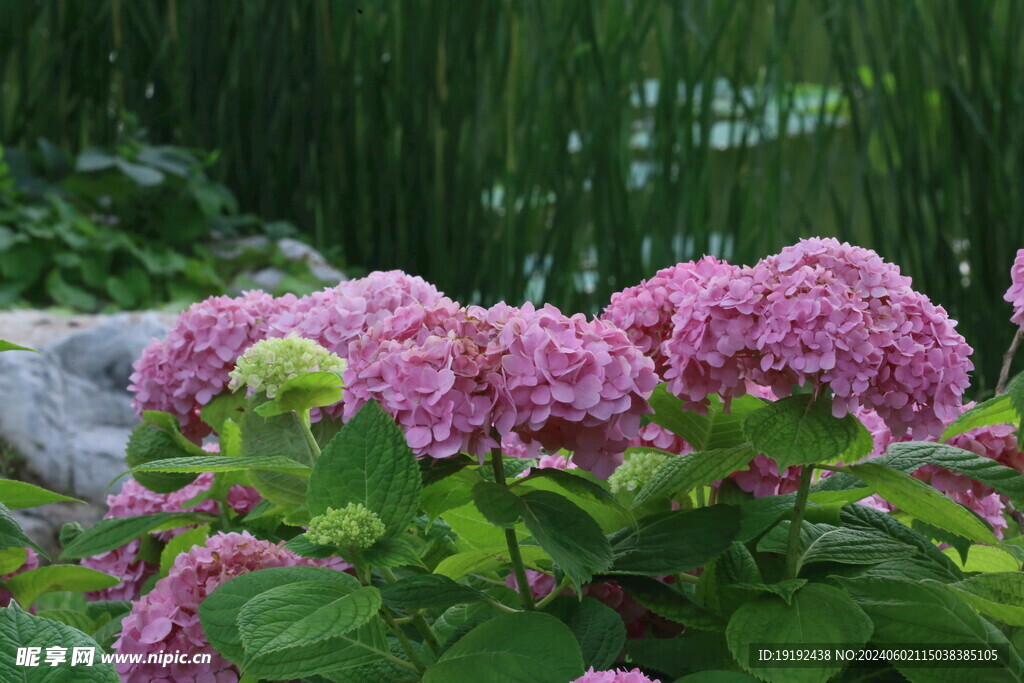 绣球花 