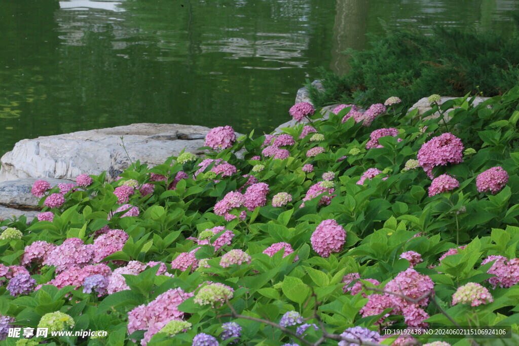 绣球花  