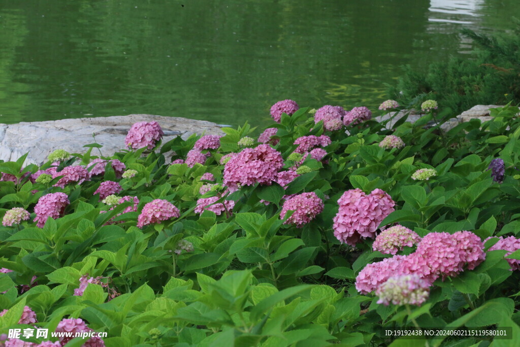 绣球花 