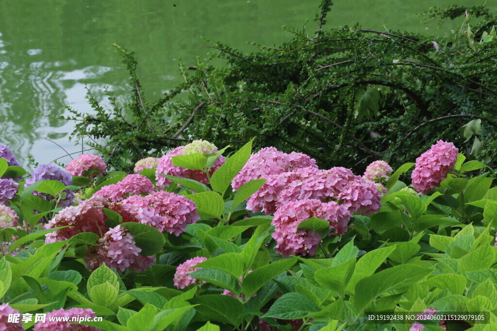 绣球花  