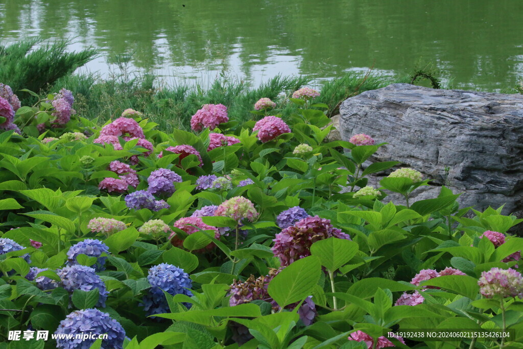 绣球花  