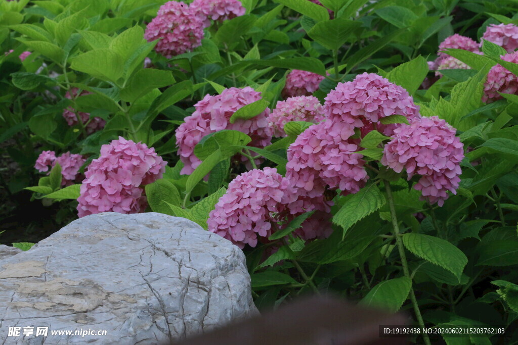 绣球花  