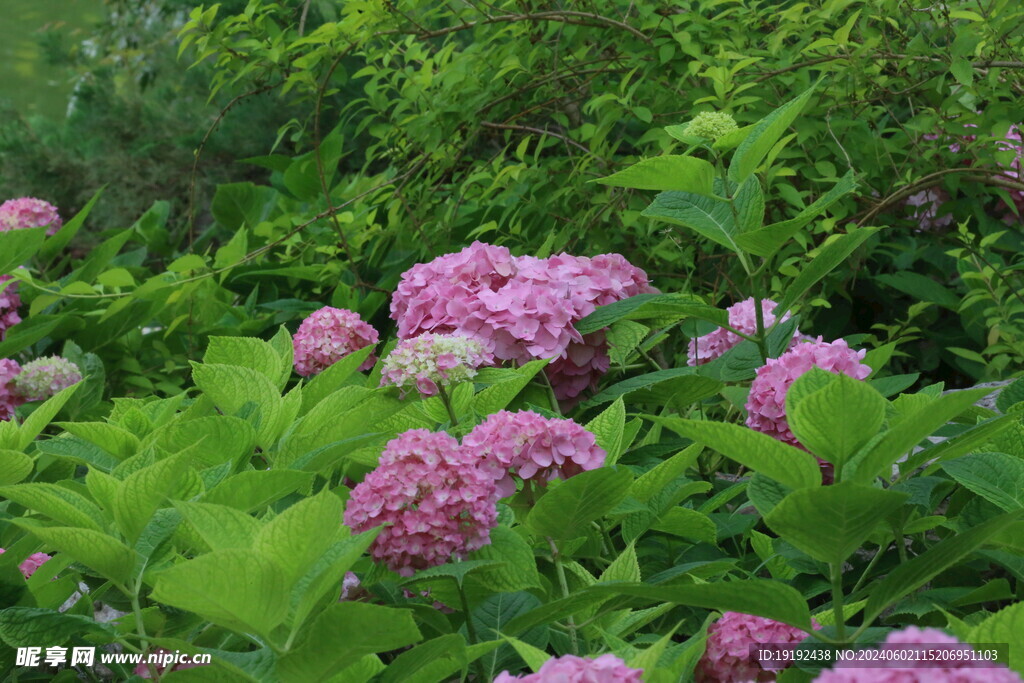 绣球花 