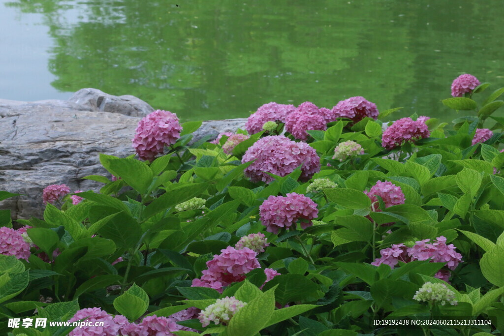 绣球花  