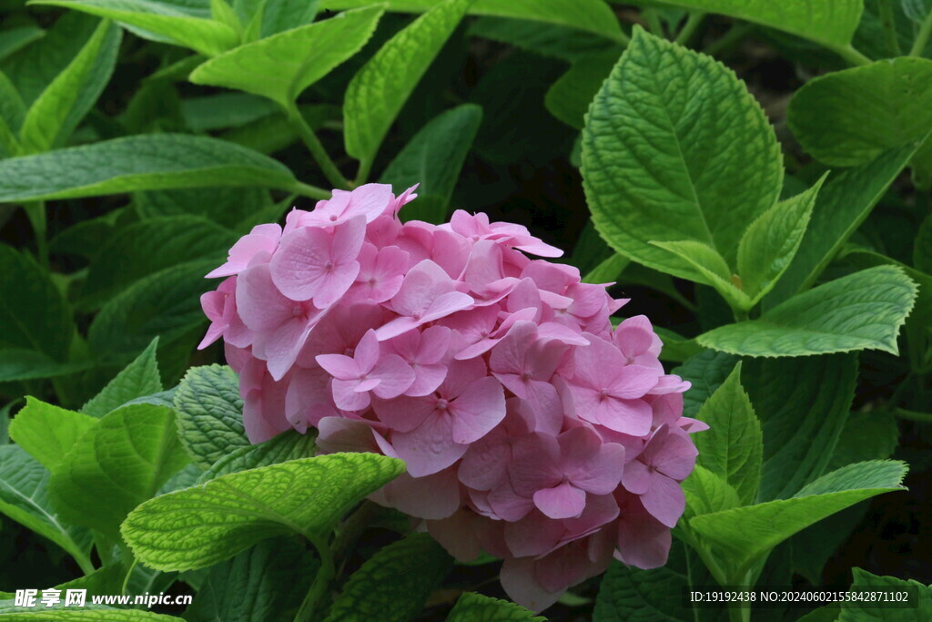 绣球花 