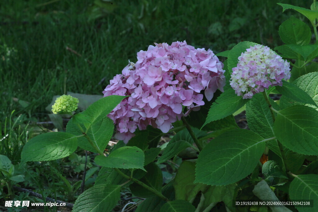 绣球花 