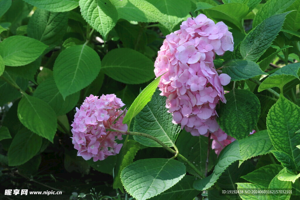 绣球花  