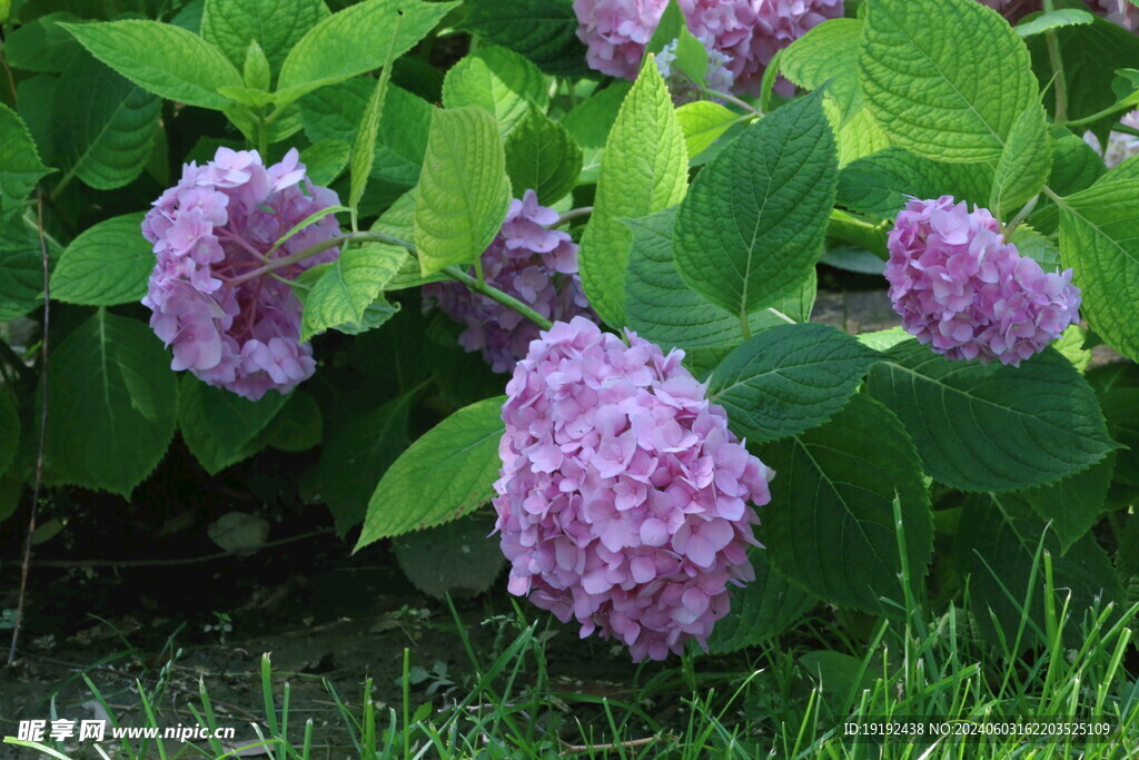 绣球花  
