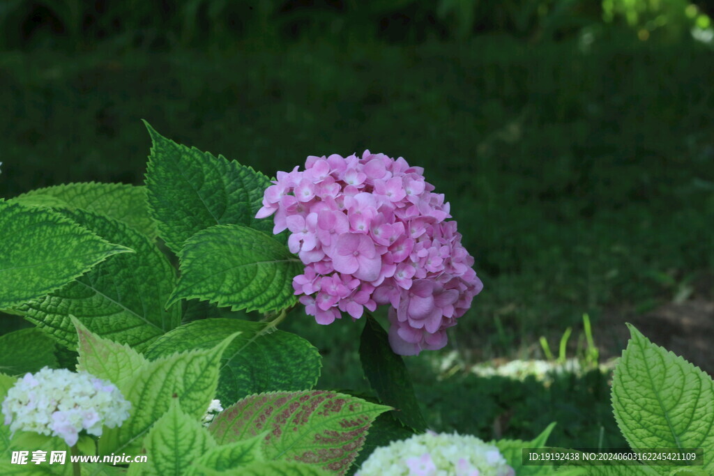 绣球花 