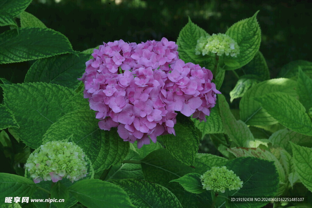 绣球花  