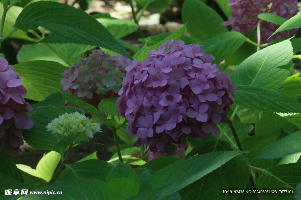 绣球花 