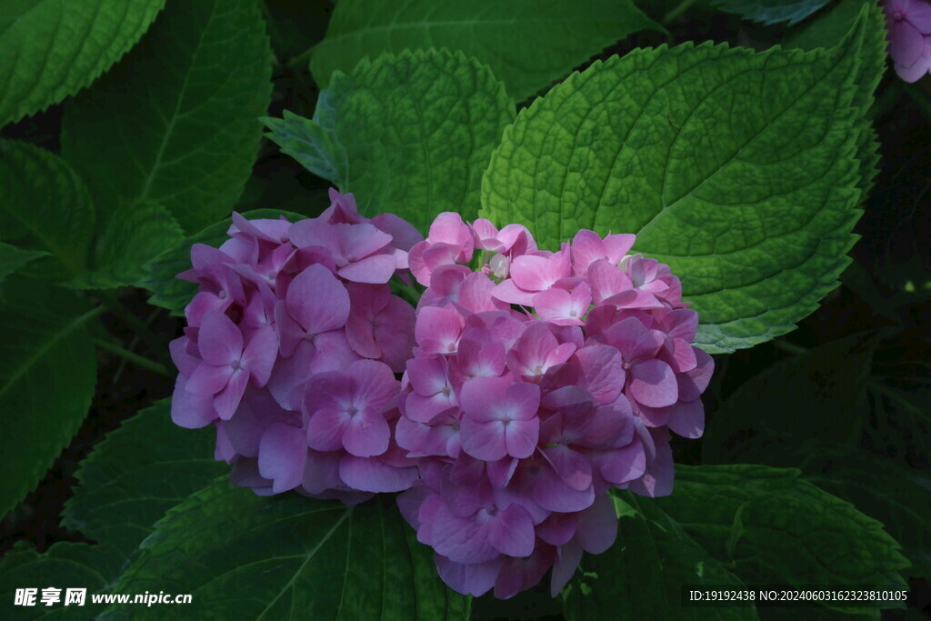 绣球花 