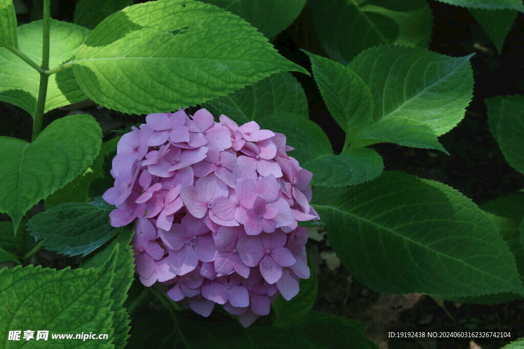 绣球花 