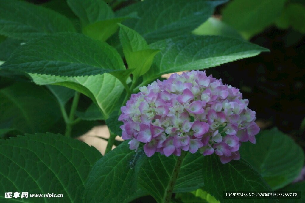 绣球花