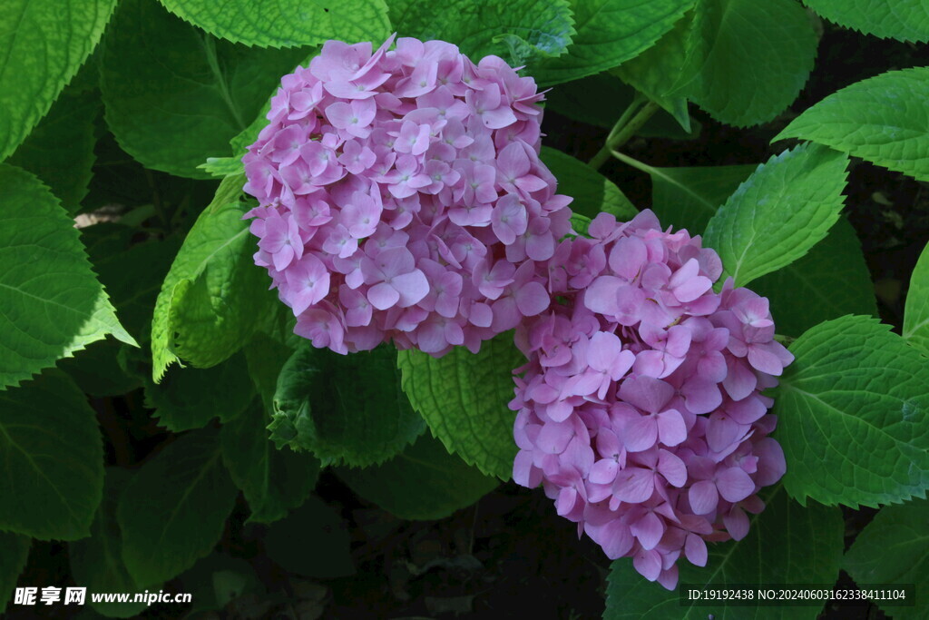 绣球花 