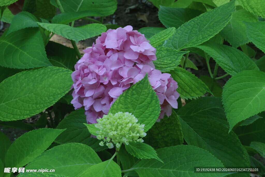 绣球花  