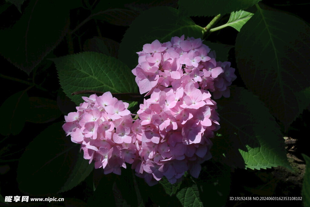 绣球花  