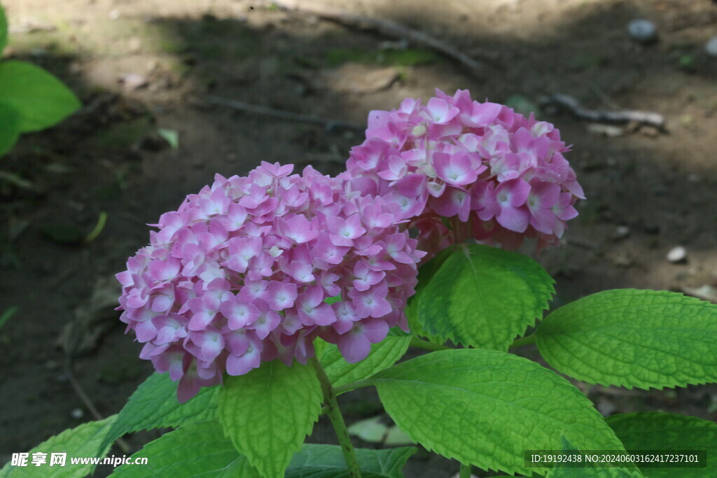 绣球花  