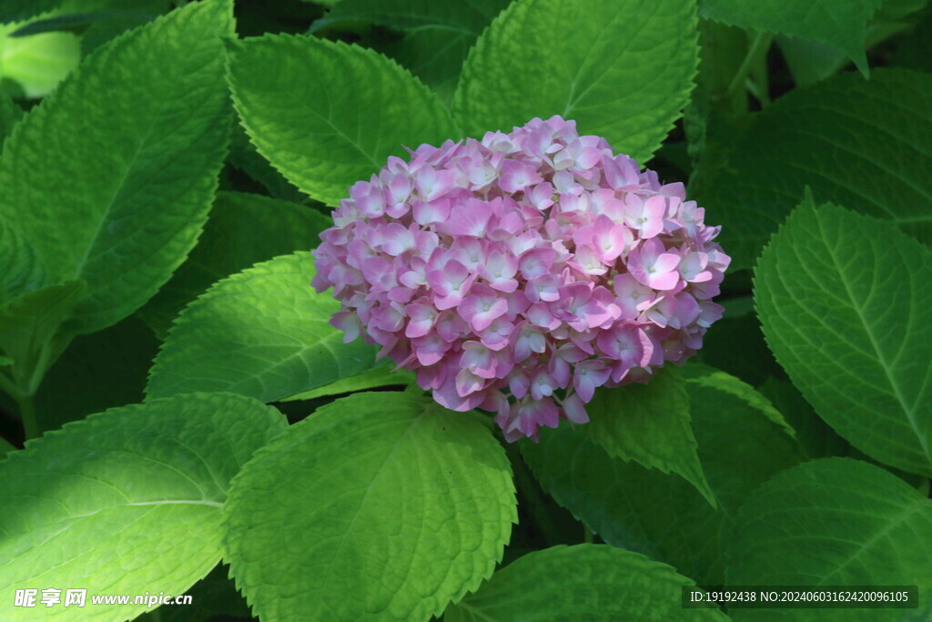 绣球花  