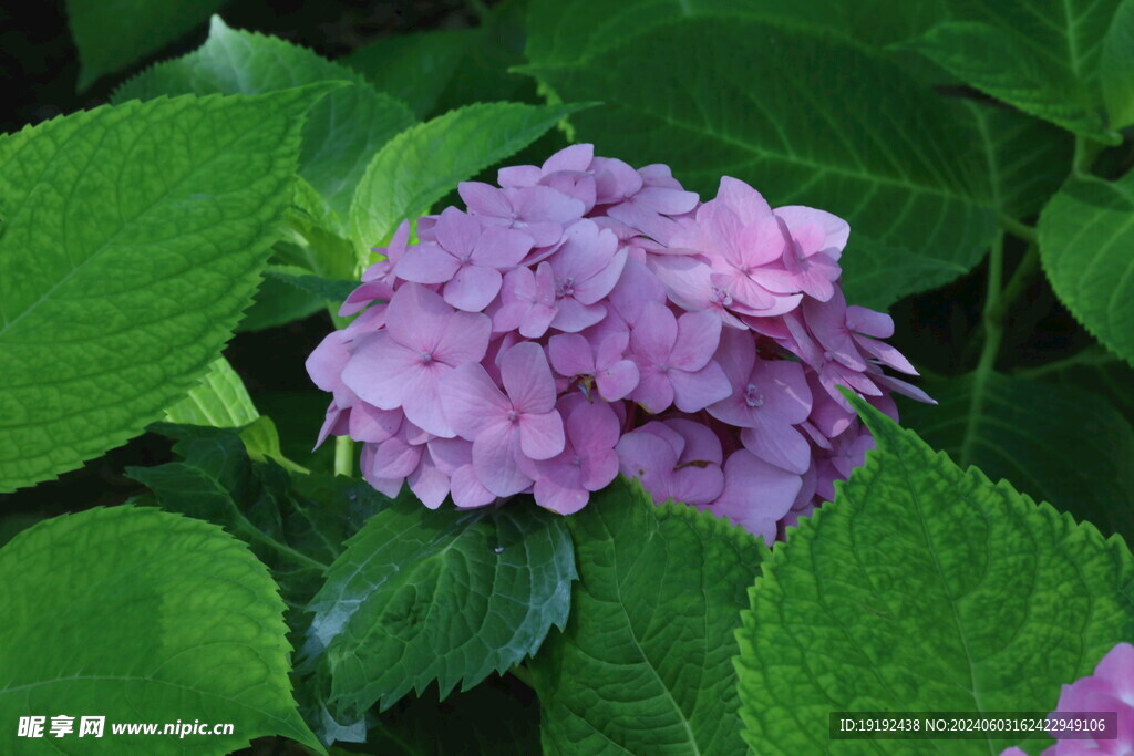绣球花  