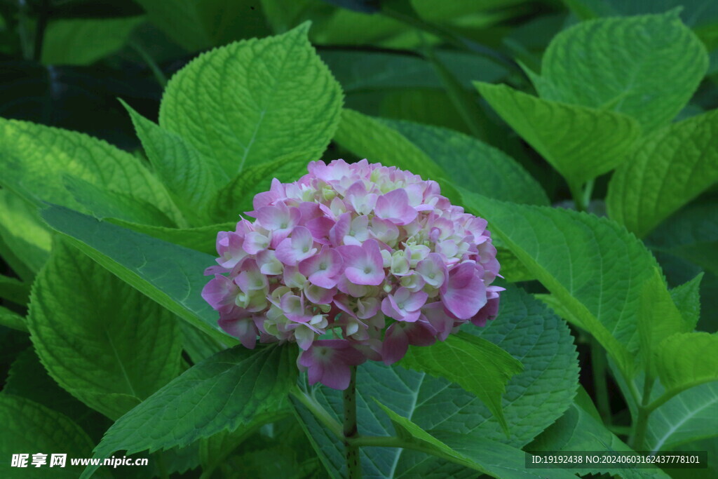 绣球花  