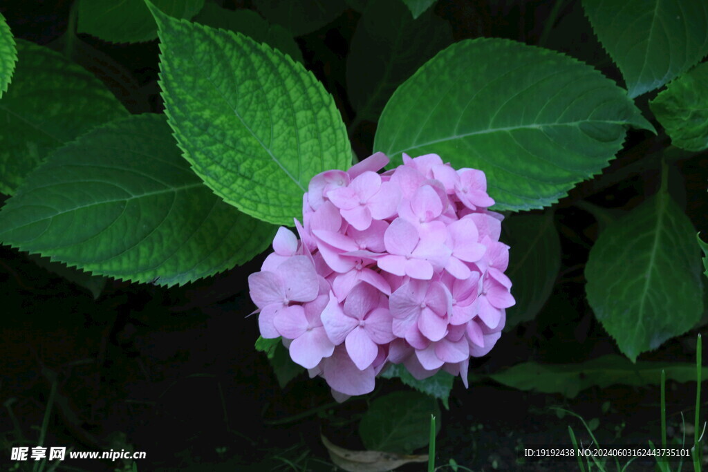 绣球花  