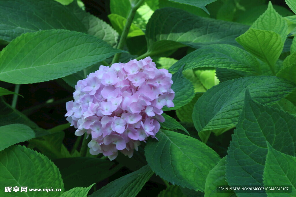 绣球花  