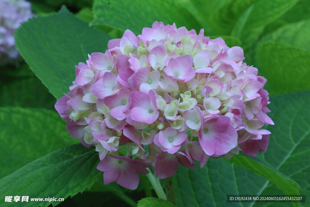 绣球花  