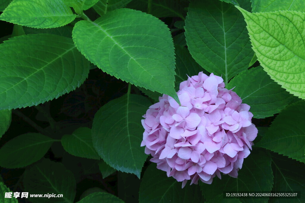 绣球花  