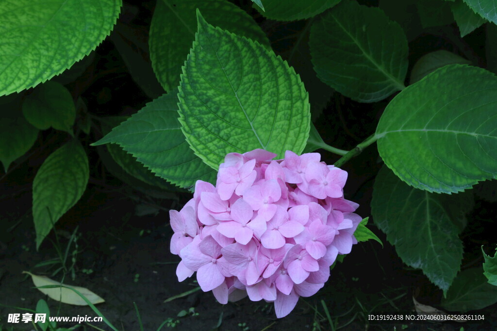 绣球花  
