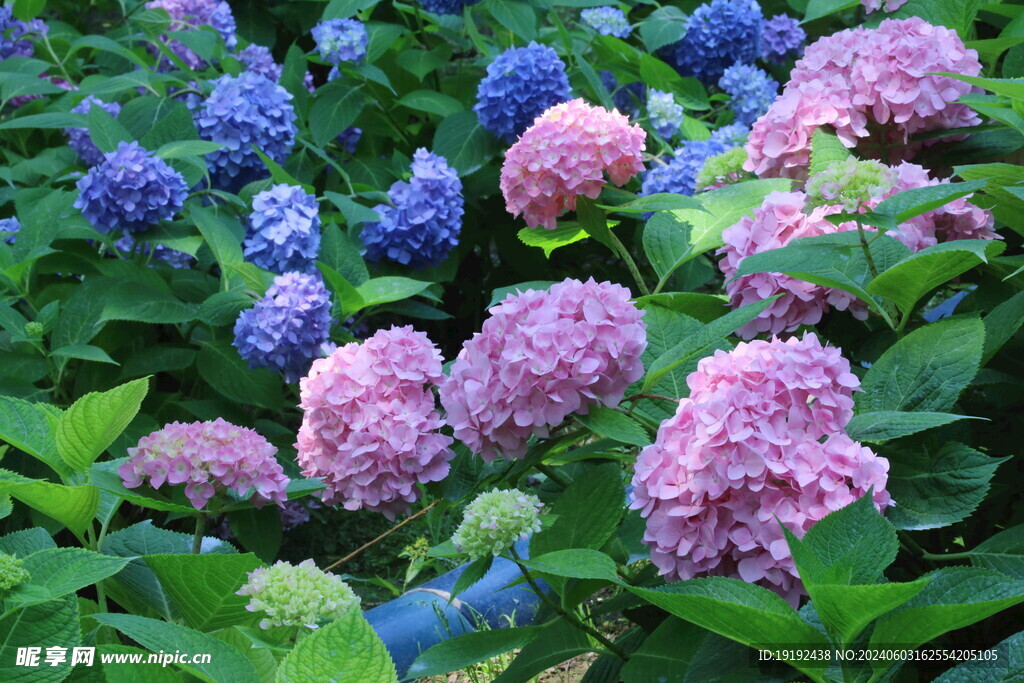 绣球花 