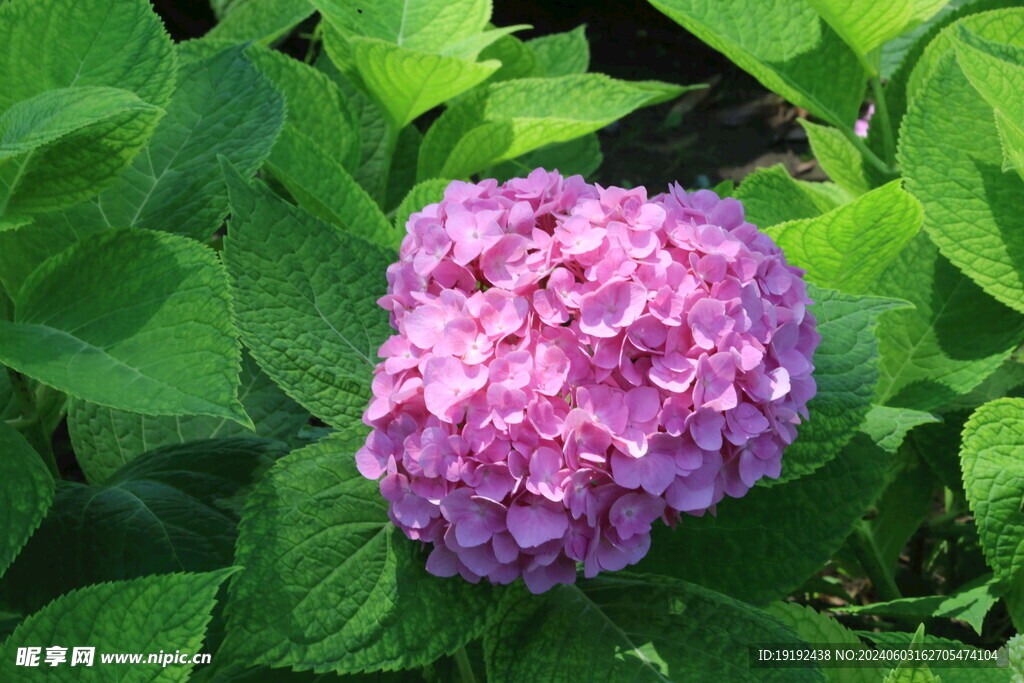 绣球花  