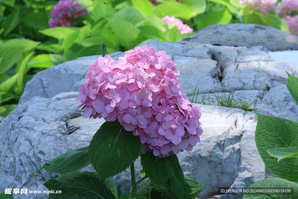 绣球花 