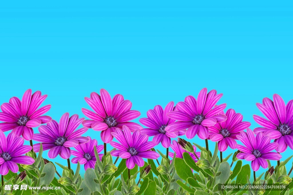 瓜叶菊花开鲜艳