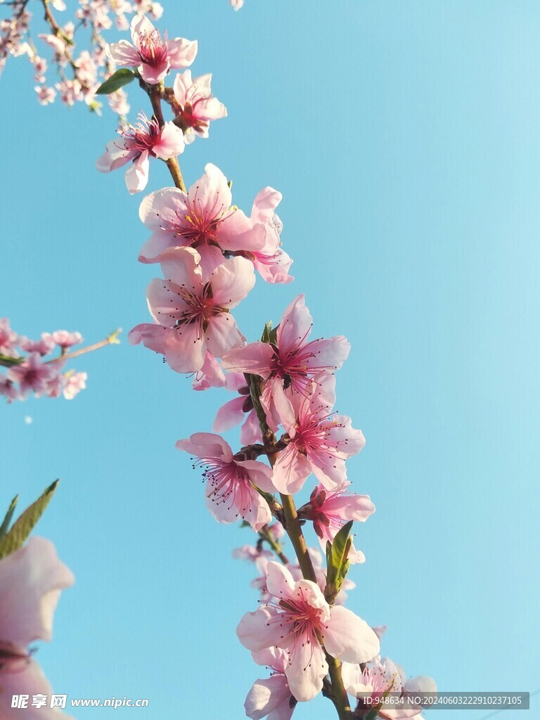 桃花 蓝天