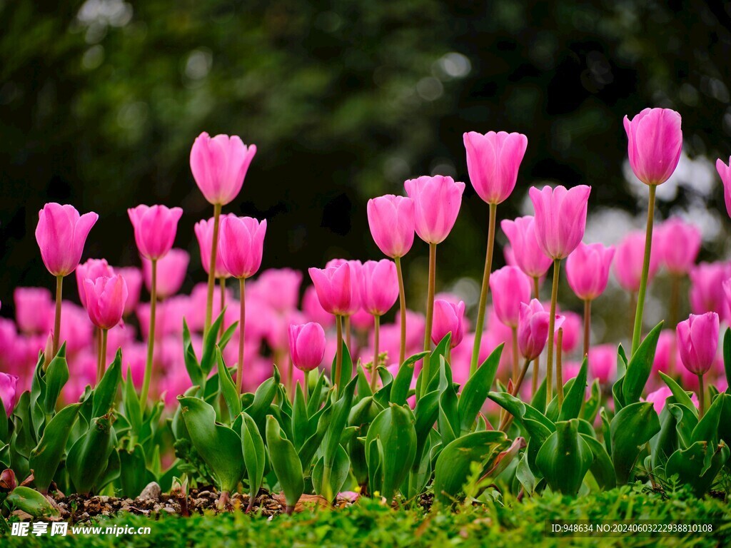 郁金香花开鲜艳