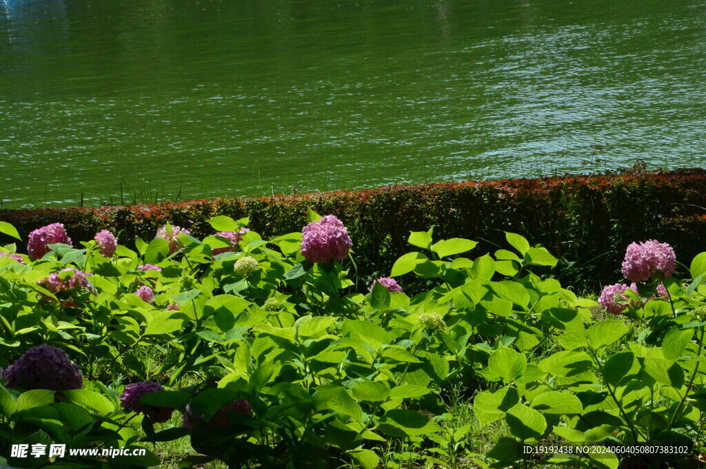 绣球花  