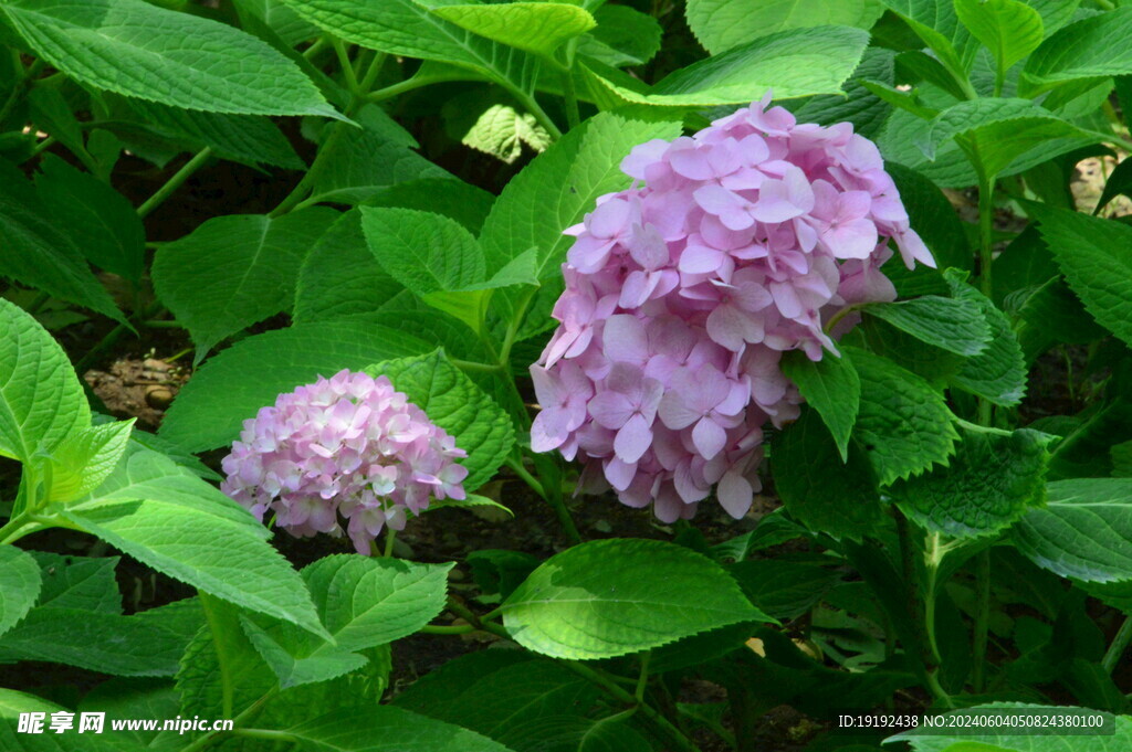绣球花 